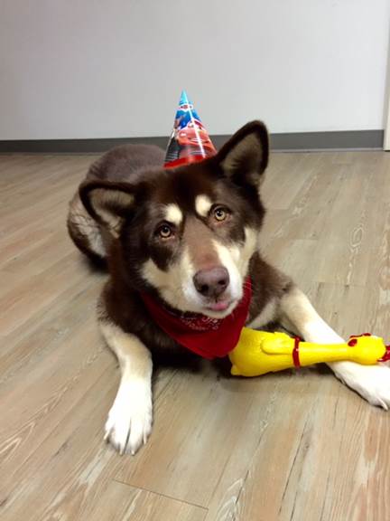 Numa our therapy dog turns 6!